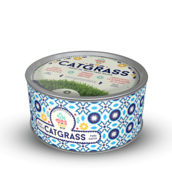 Catgrass de Trigo